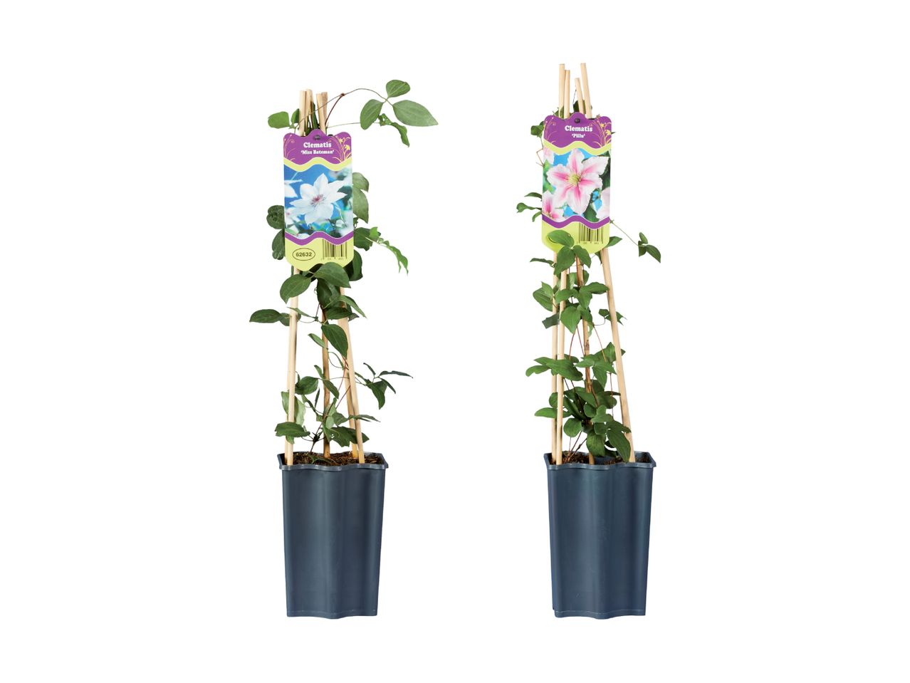 To Clematis planter i sorte potter, klar til plantning.