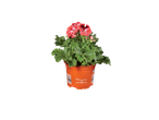 English Geranium (Pelargonium grandiflorum) in an orange pot with a barcode.