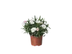 Pot met witte en roze anjers.