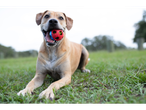 Um cachorro segura uma bola na boca.