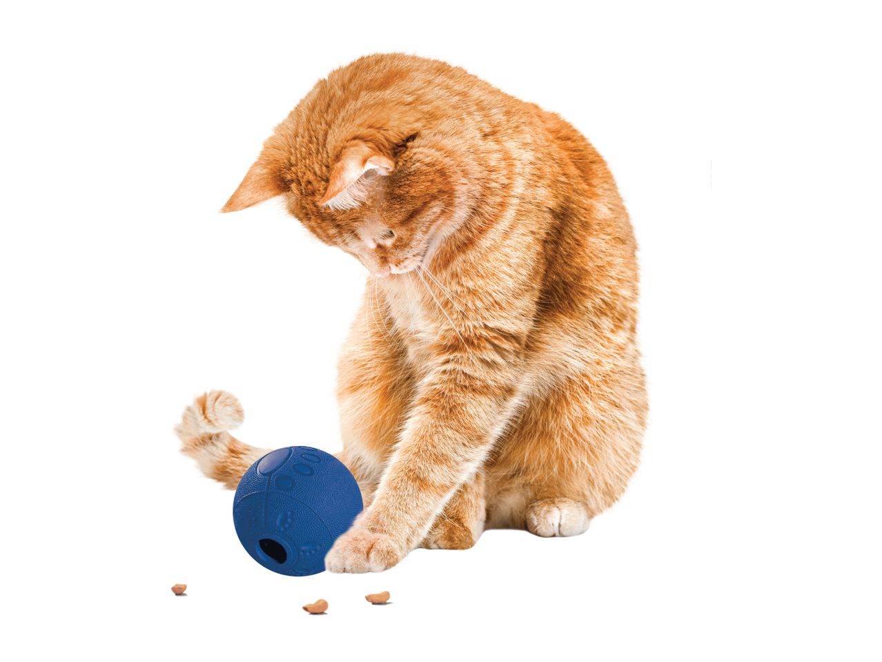 An orange cat plays with a blue treat-dispensing ball.