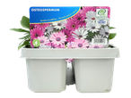 Osteospermum: potted flowering plants, mixed colours.