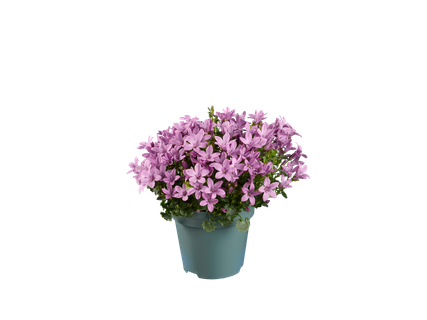 Campanule mix