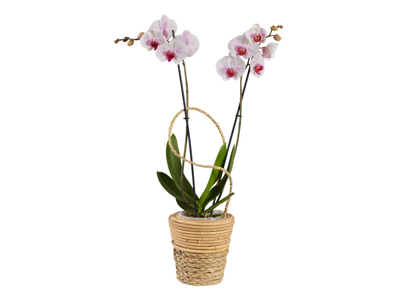 Orchidées Phalaenopsis roses et blanches dans un pot en osier.