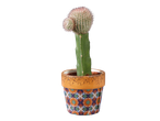 Cactus greffé dans un pot en céramique à motifs floraux.