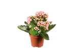 Planta Kalanchoe em vaso marrom sobre fundo preto.