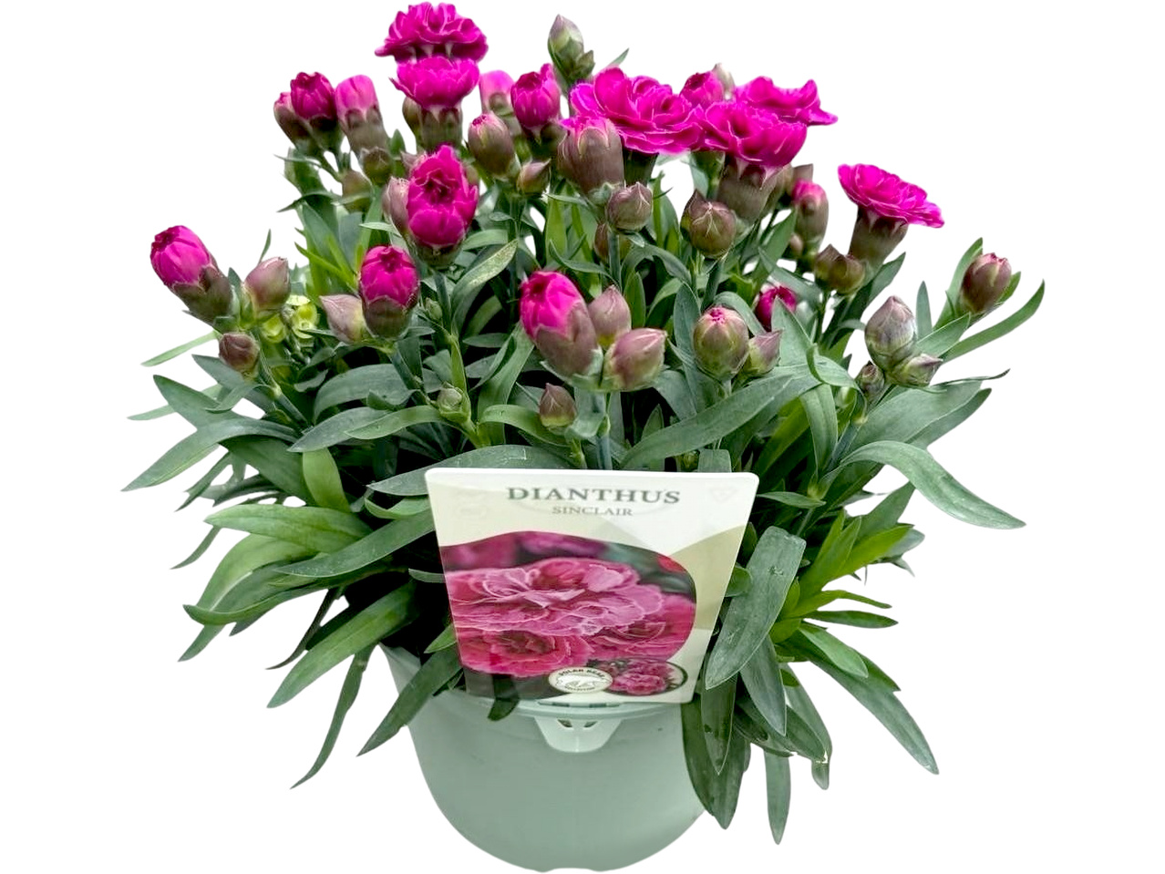 Potted pink Dianthus flowers with a Sinclair label, against a black background.