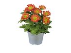 Artificial orange chrysanthemum plant in a small white pot.