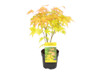 An Acer Japanese Jewels 'Orange Dream' maple tree in a pot.