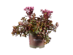 Sedum plant in Dura pot.