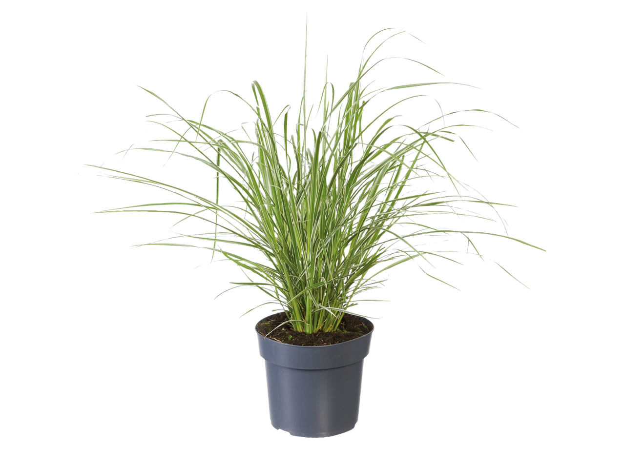 Ornamental grass plant in a gray pot.