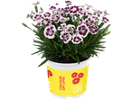 Potted plant with white and purple flowers, in a yellow pot with red lip prints and text 'COLOUR UP LIFE!' and 'LUCKY LIPS'.