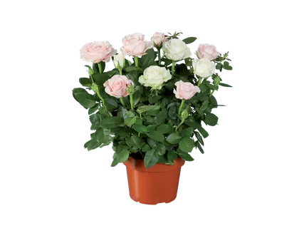 Romantische rozen duo