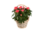 A wicker basket filled with a blooming coral rose plant.