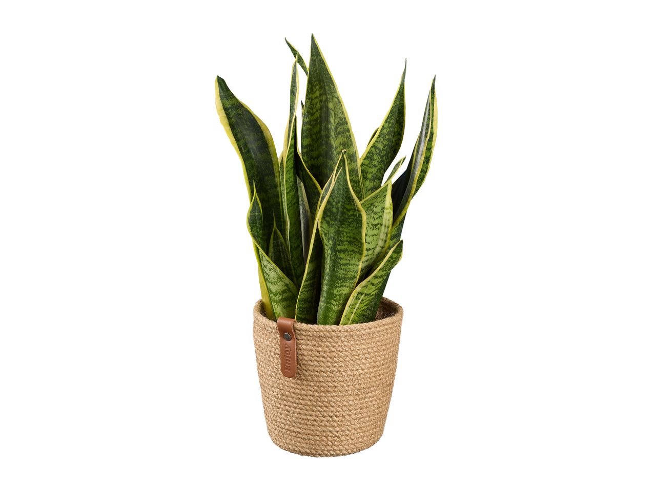 A potted snake plant in a beige pot.