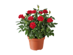 Potted mini rose plant with vibrant red blooms and green leaves.