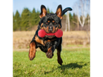 Um Rottweiler salta com um brinquedo de borracha vermelho na boca.