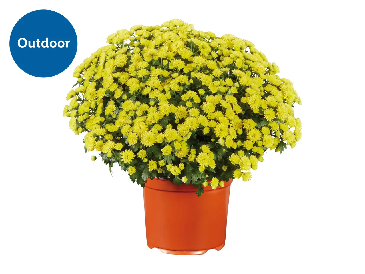 Potted yellow chrysanthemum plant labeled for outdoor use