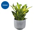 A potted croton plant with green and yellow leaves, labeled for indoor use.