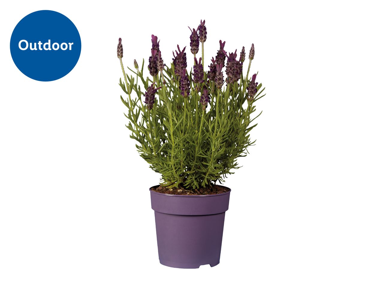 Potted lavender plant with purple flowers, labeled 'Outdoor'.