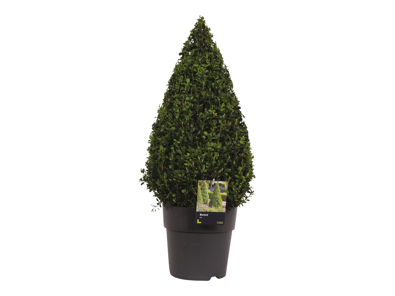 Conical Buxus plant in pot.
