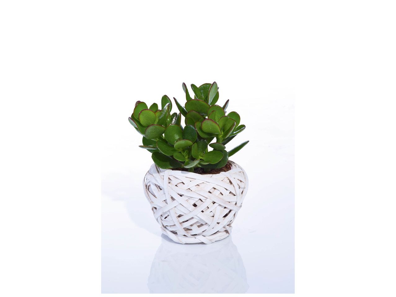 Succulente pot osier