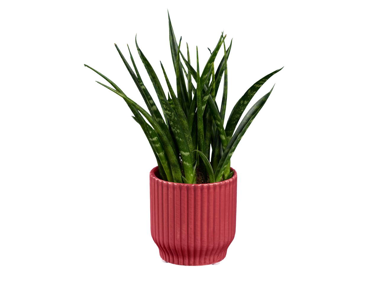 Planta cobra em vaso rosa.