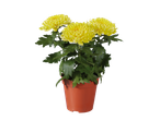 Potted yellow Zembla Chrysanthemum with green leaves on a black background