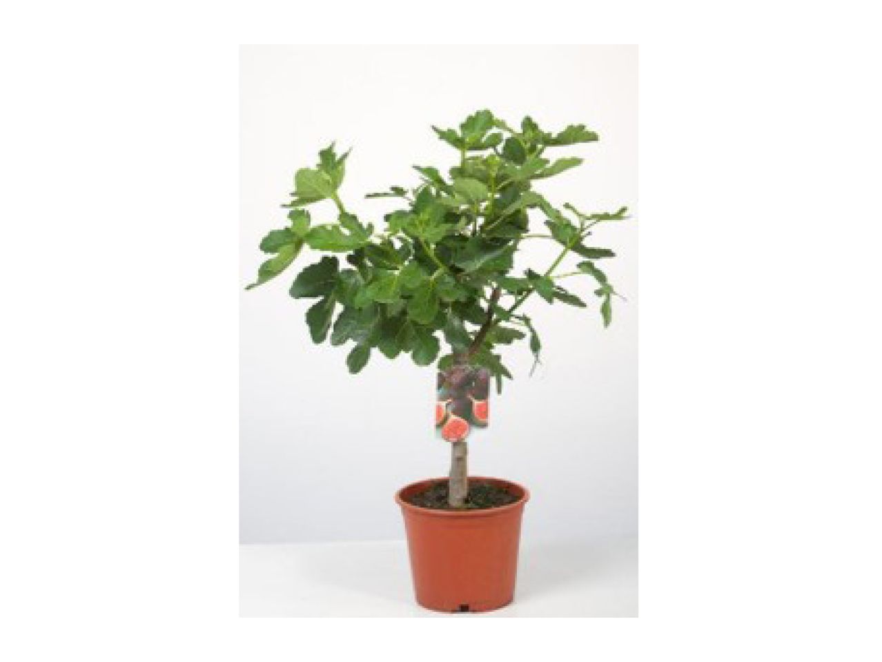 Potted fig tree with green leaves and a tag showing sliced figs.