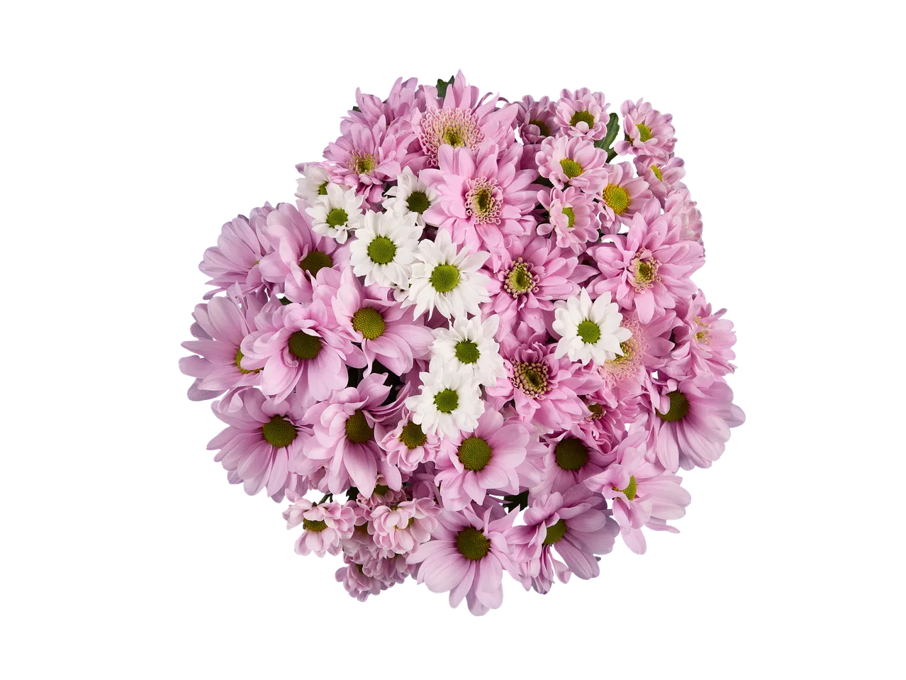 Um ramo de flores Nellike cor-de-rosa e brancas sobre um fundo preto.