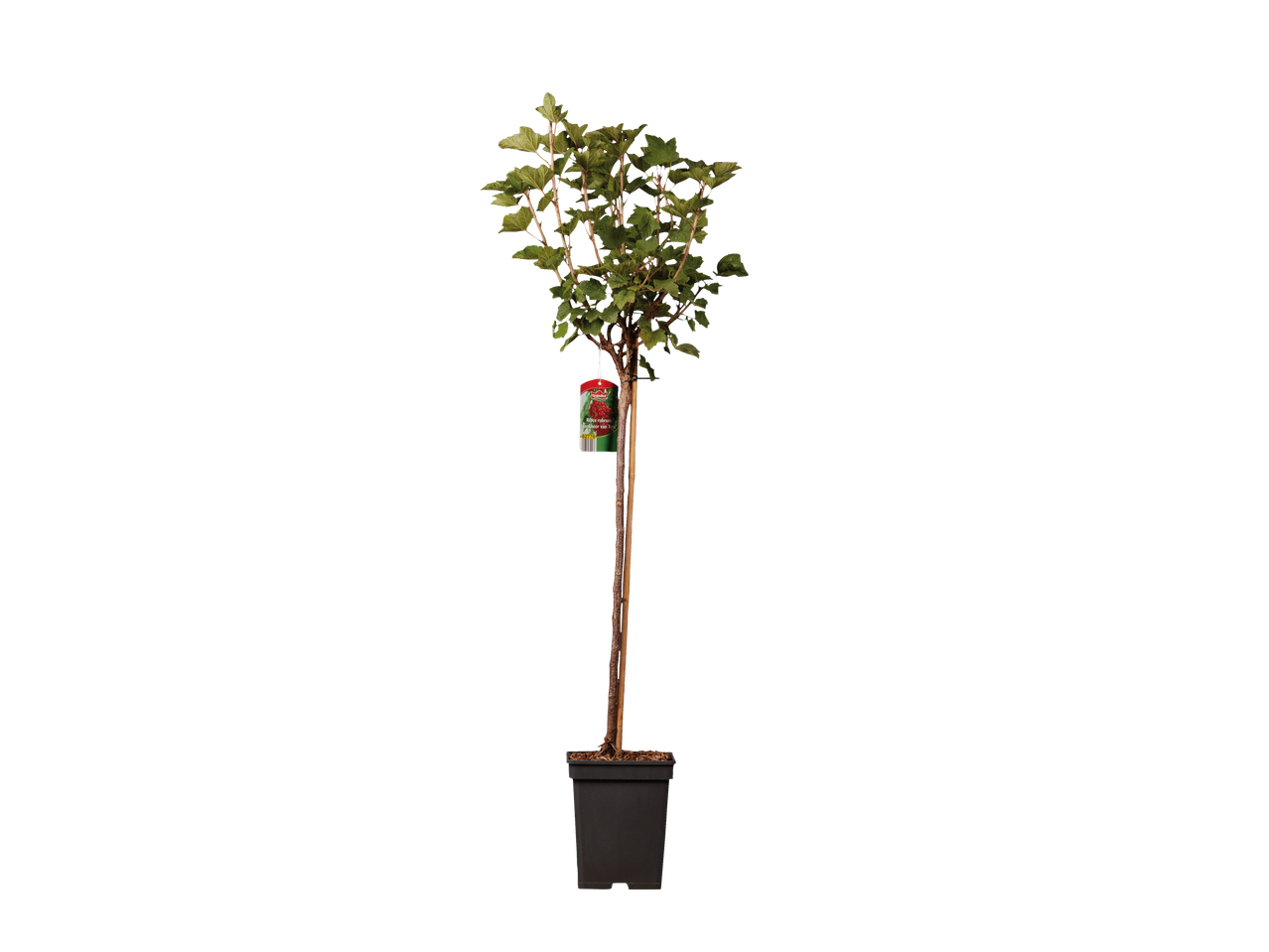 Rode besstruik in pot.