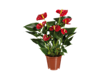 Anthurium plant with vibrant red flowers and green leaves in a brown pot.