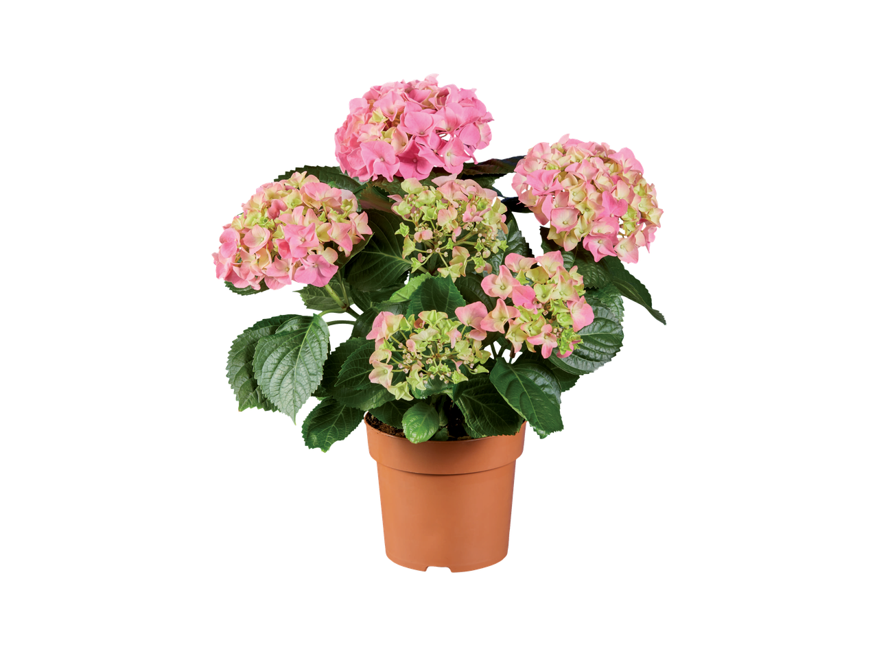 Hortênsias rosas em vasos.