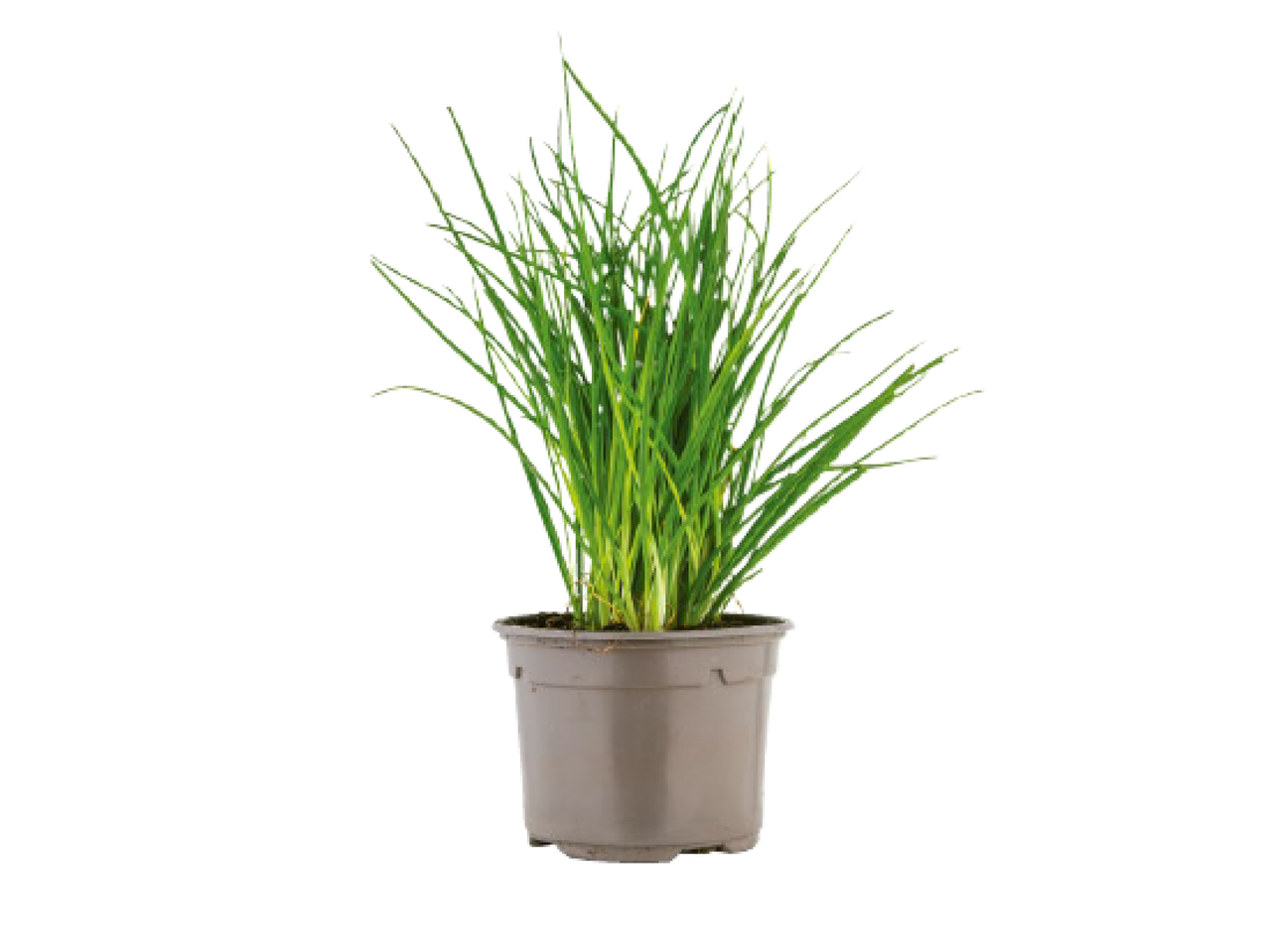 Vaso de erva-cidreira fresca e verde