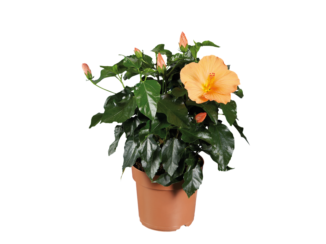 Potted hibiscus plant with orange flowers and buds on a black background.