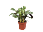 Planta Calathea listrada em vaso de barro.