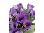 Buquê de Lisianthus roxas.