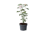 Lichtroze hibiscus in een grijze pot.