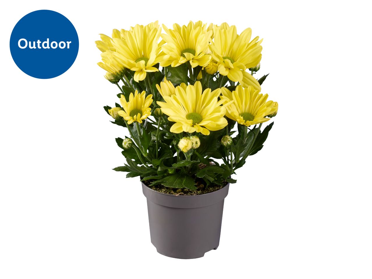 Potted yellow outdoor chrysanthemums with green leaves.