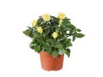 Mini Rose plant with yellow blooms in a brown pot