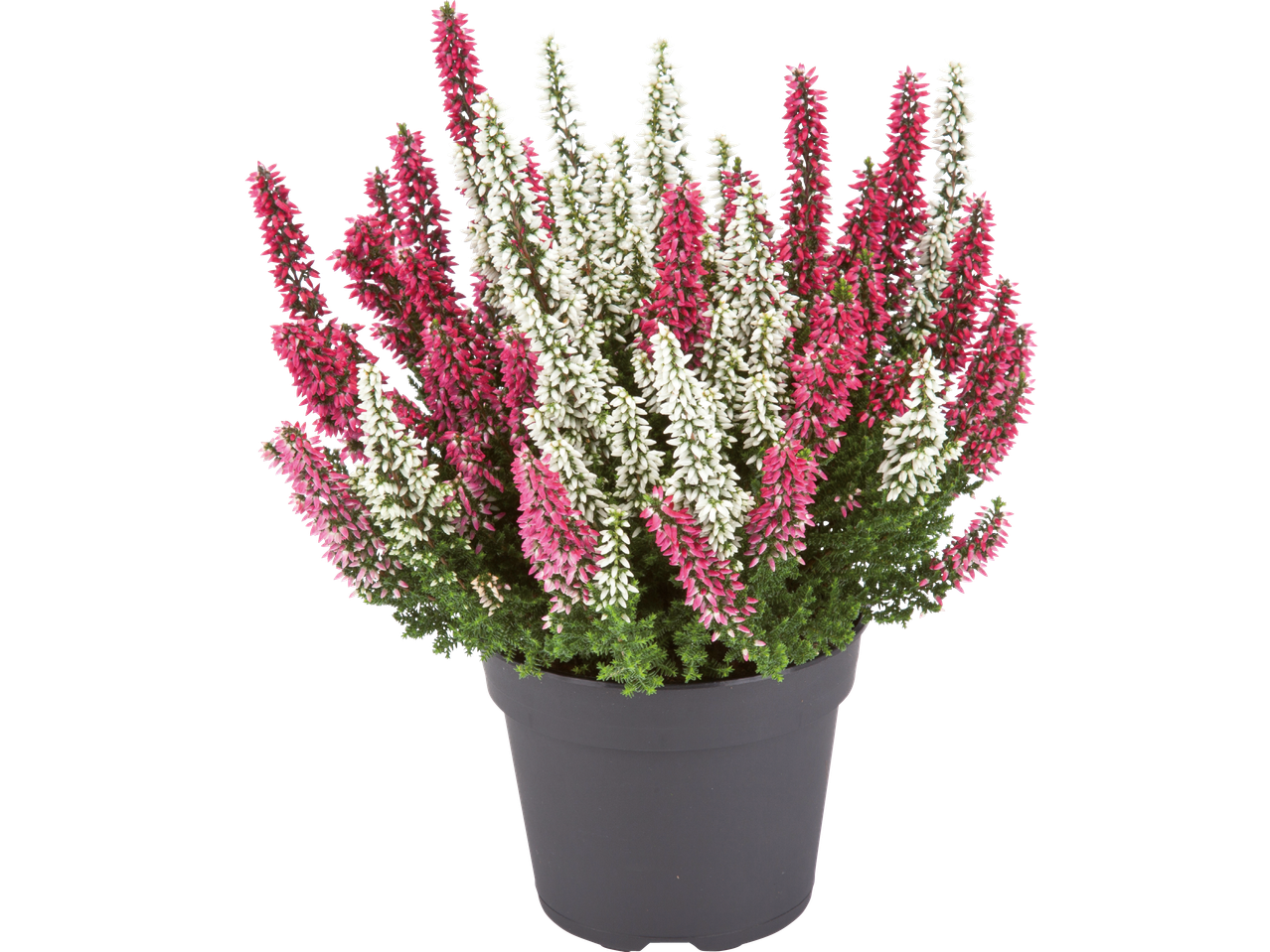 En kruka med rosa och vita ljungblommor.