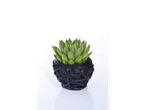 Uma suculenta Echeveria em um vaso de vime preto.