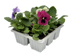 A six-pack of pansies in various colors sits in a gray plastic planter.