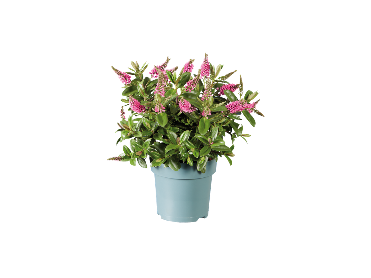 Roze bloeiende plant in een blauwgroene pot.
