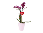 Orquídea roxa em vaso rosa com decoração em forma de coração