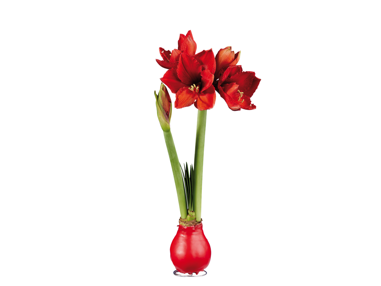 Raudoni amarilio žiedai su žaliais stiebais raudoname vazone, juodame fone.