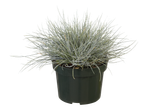 Zilvergras plant in een pot.