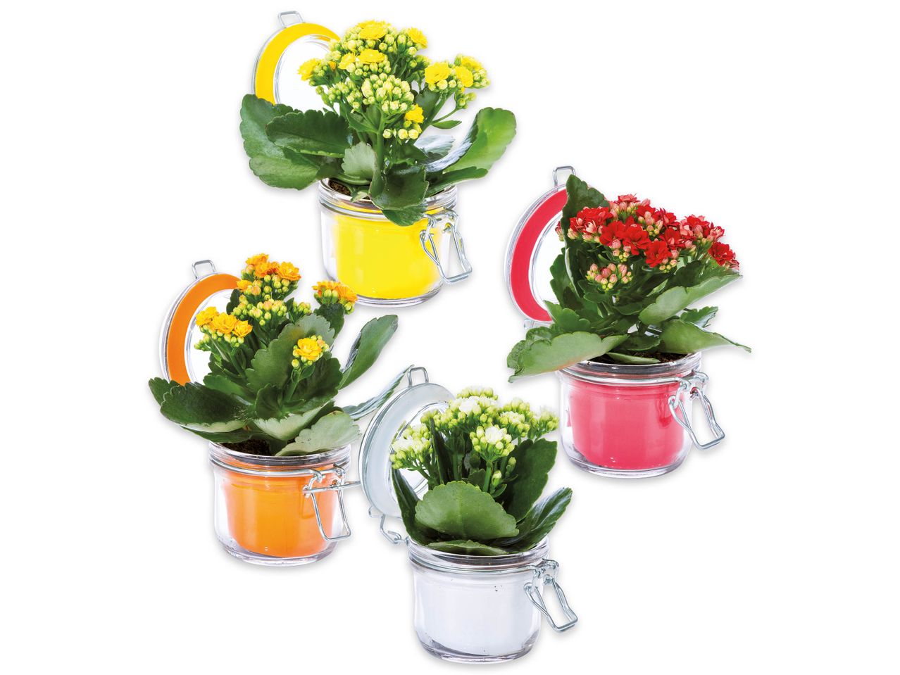 Quattro piccole piante di Kalanchoe in vasi.