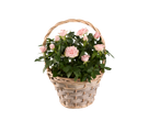 A wicker basket filled with a blooming pink rose plant.
