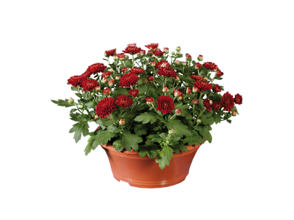 Chrysanthemenschale
